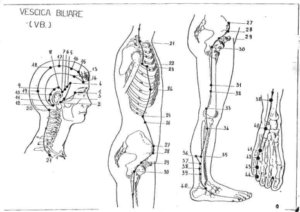 shiatsu e cellulite Shin Sei Shiatsu Genova