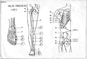 shiatsu e cellulite Shin Sei Shiatsu Genova