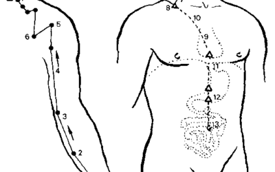 Meridiano dell’Intestino Tenue