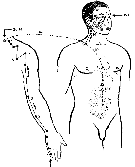 Meridiano dell’Intestino Tenue